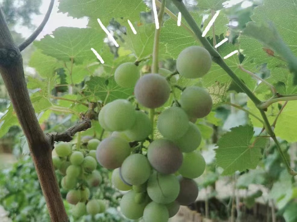 種子在發(fā)芽！好有趣的生態(tài)幼兒園